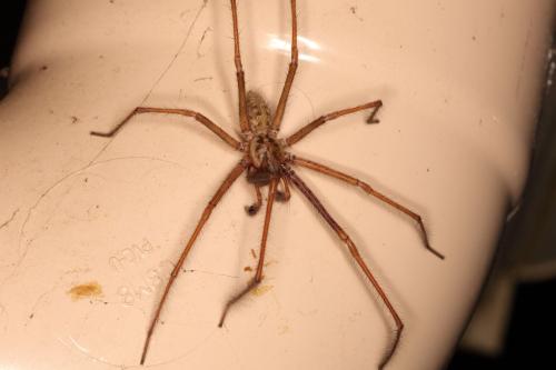 Eratigena sp.